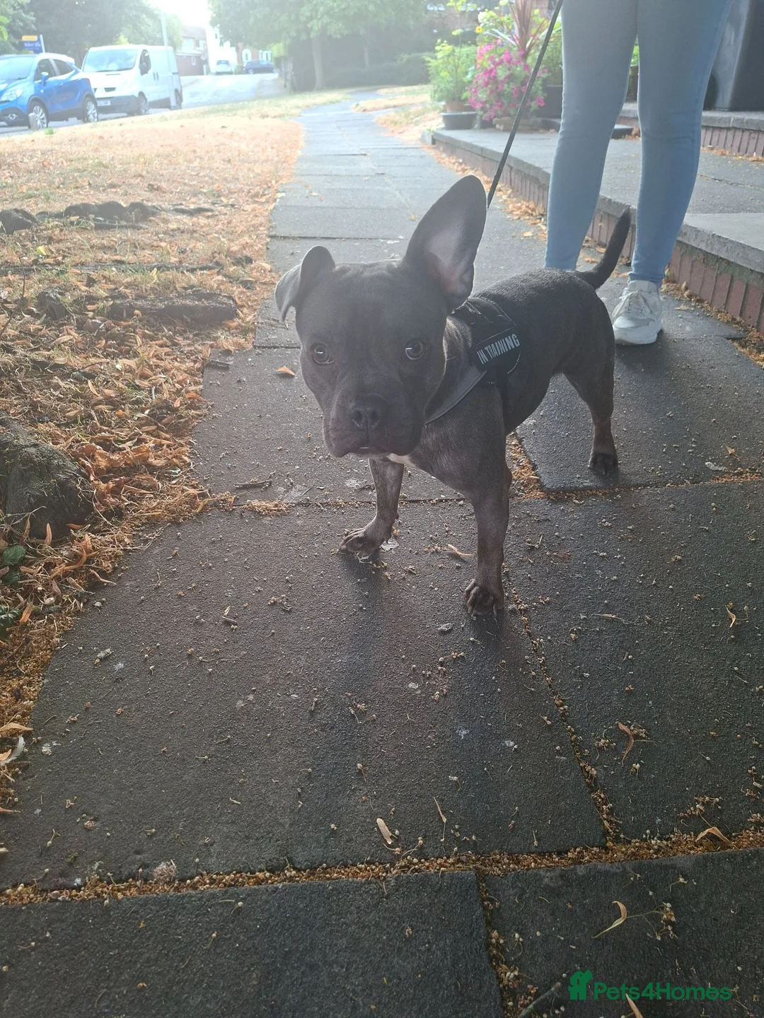 Mixed Breed dogs for sale: Staffy x French Bulldog  in Nottingham - Advert 1