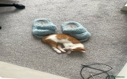 Domestic Shorthair cats for sale: Rare Ginger Female Kitten - Image 3