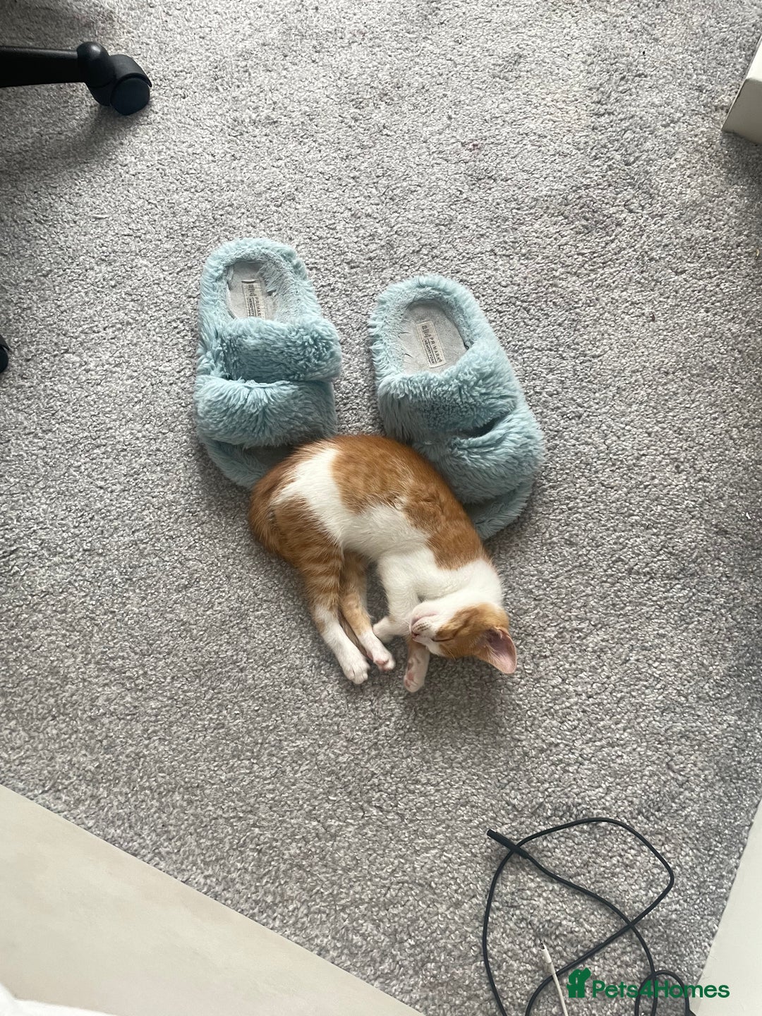 Domestic Shorthair cats for sale: Rare Ginger Female Kitten - Image 3