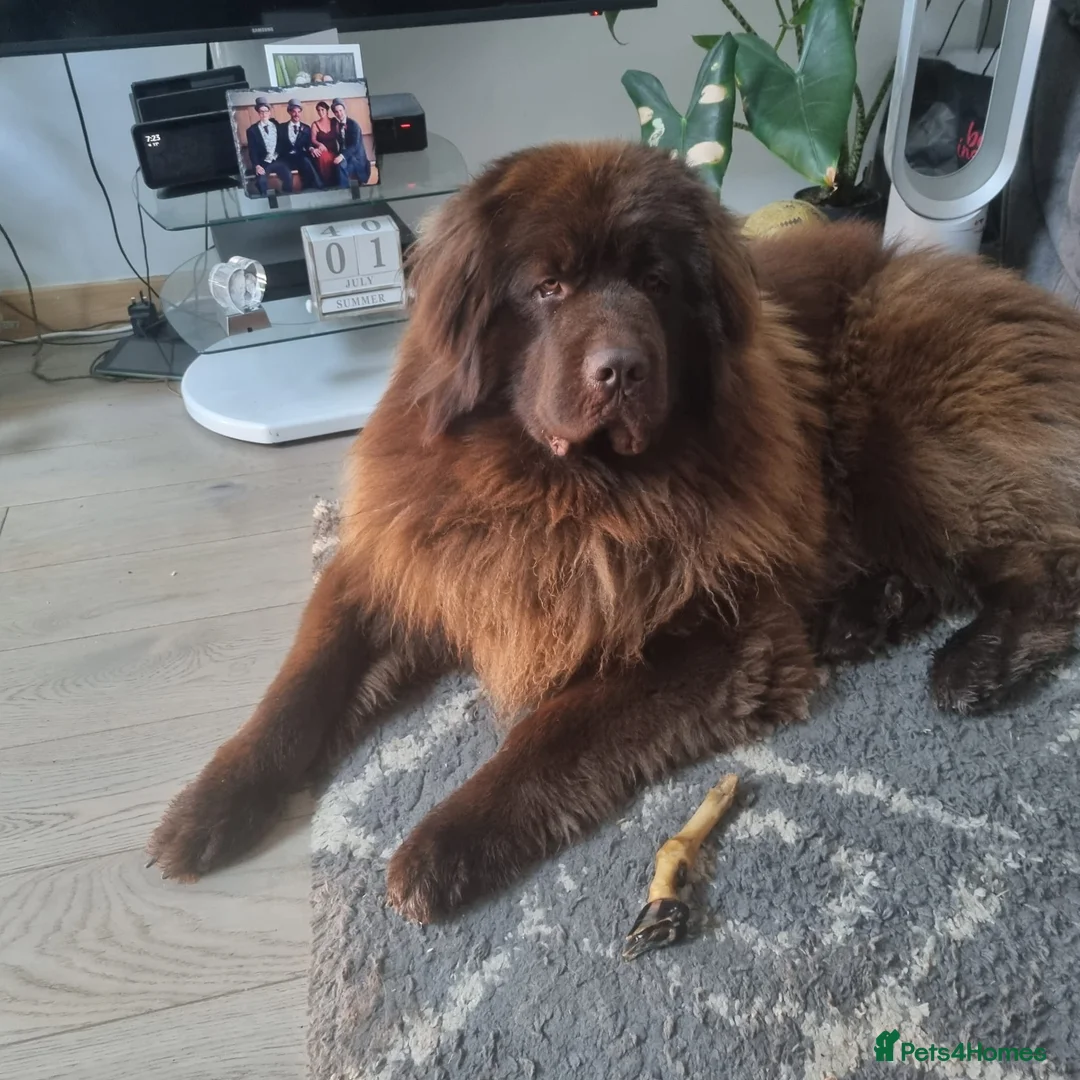 Newfoundland dogs for sale: 6 month old newfie bitch.  in Llangammarch Wells - Advert 8