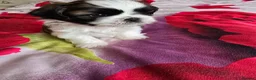 Shih Tzu dogs for sale: Hi my name is Maria  - Advert 24