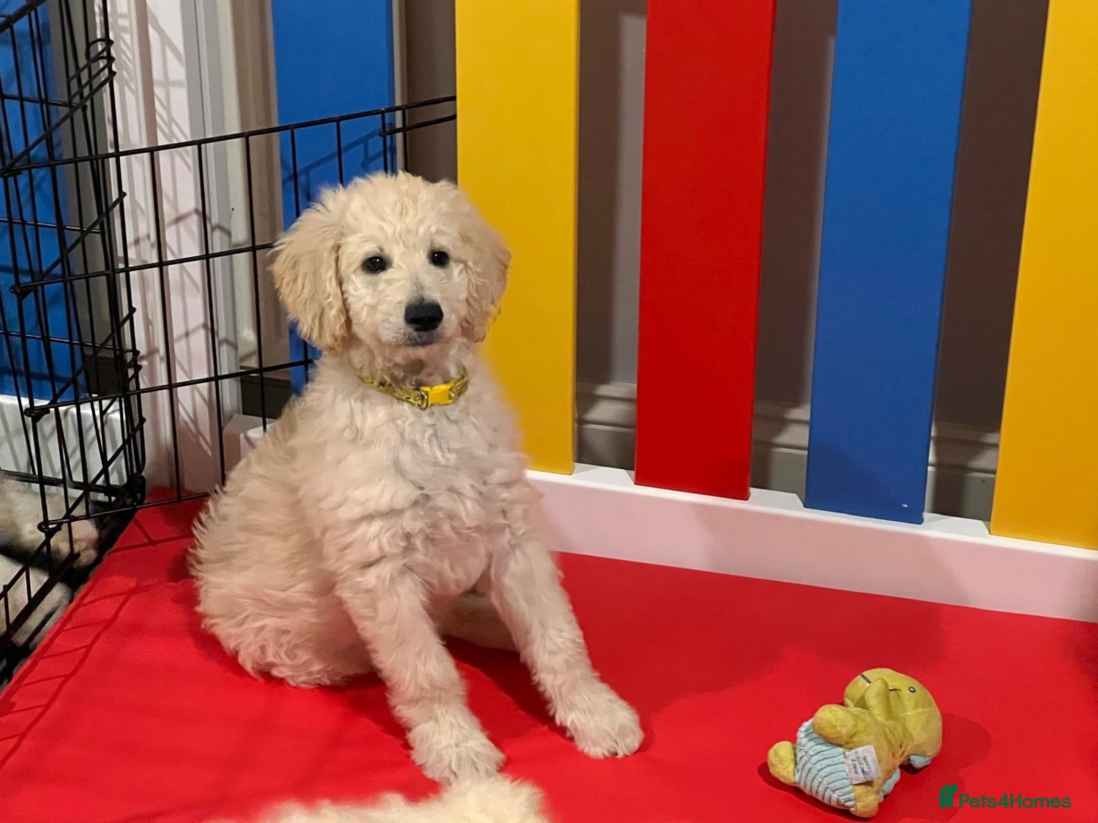 Goldendoodle dogs 🐾 Goldendoodle Puppies ready for forever homes 🐾 - Advert 2