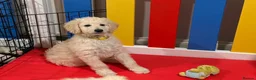 Goldendoodle dogs for sale: 🐾 Goldendoodle Puppies ready for forever homes 🐾 - Advert 14