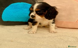 Cavalier King Charles Spaniel dogs for sale: King Charles cavalier puppies  - Image 7