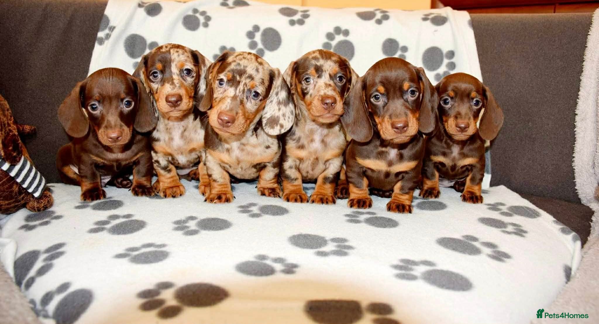 Dachshund dogs Miniature Dachshund Puppies - Advert 3