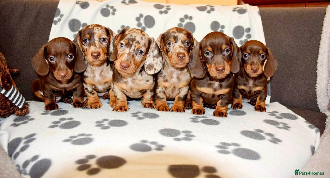 Dachshund dogs for sale: Miniature Dachshund Puppies - Advert 1