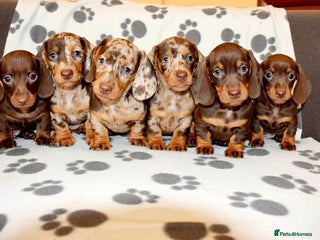 Dachshund dogs Miniature Dachshund Puppies - Advert 2