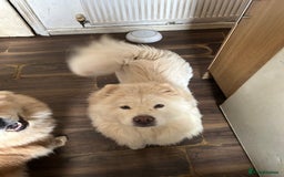 Chow Chow dogs for sale: 2 female chow chow  - Image 3