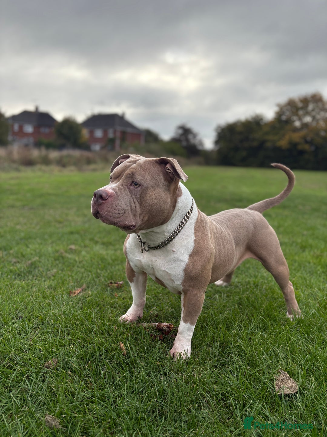 American Bully dogs for sale: ❤️ Pocket Bully “Buddy” ❤️ - Advert 1