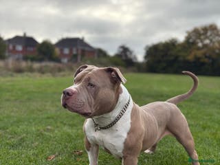 American Bully dogs ❤️ Pocket Bully “Buddy” ❤️ - Advert 12