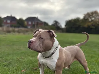 American Bully dogs ❤️ Pocket Bully “Buddy” ❤️ - Advert 18