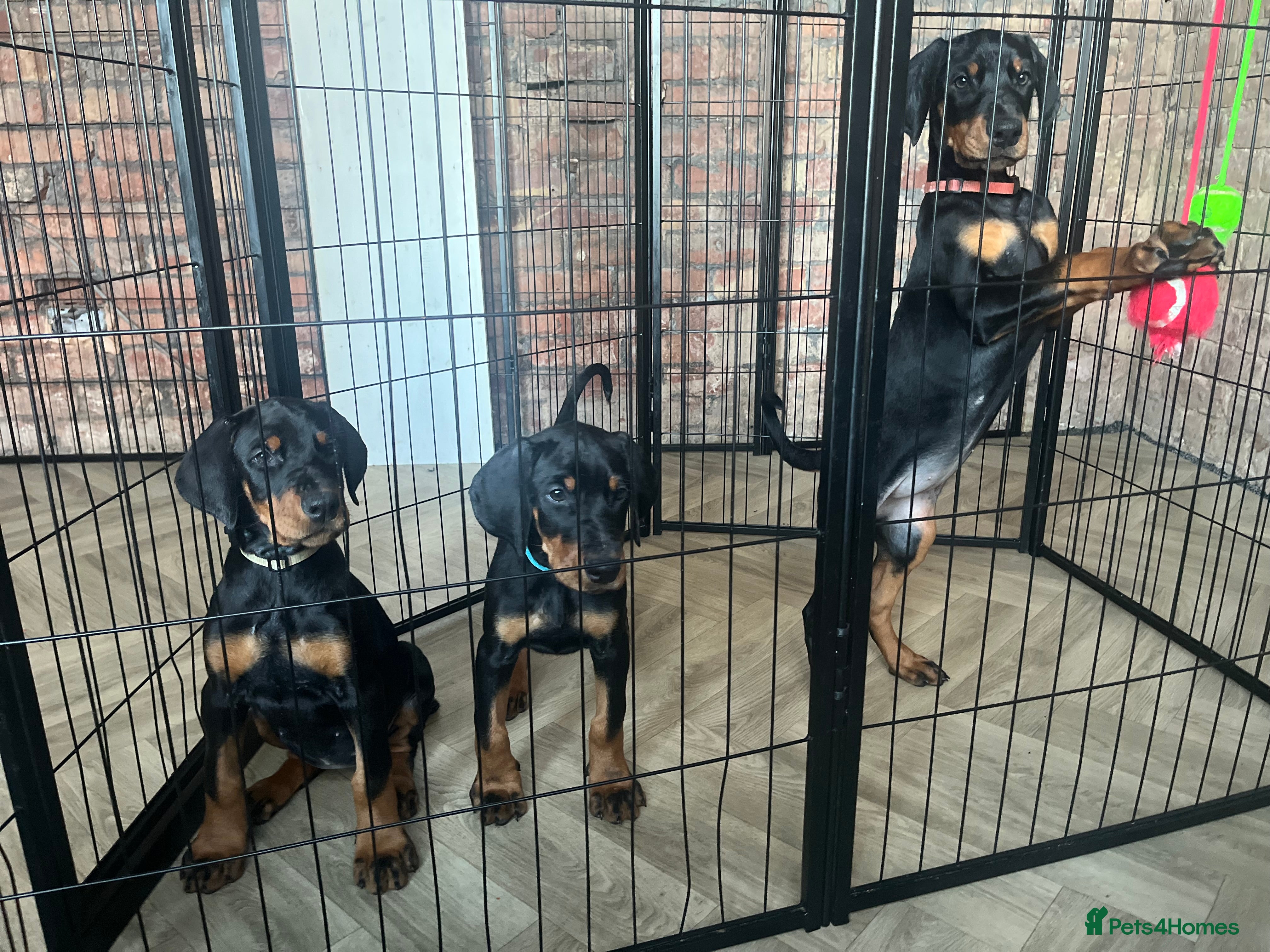 Dobermann dogs 🏆Supreme Dobermanns - Where Excellence Begins 🏆 - Advert 6