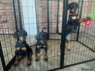 Dobermann dogs 🏆Supreme Dobermanns - Where Excellence Begins 🏆 - Advert 5