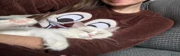 Ragdoll cats for sale: Most Affectionate, Gentle, Rare Colour Ragdoll - Advert 4