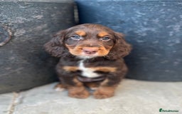 Cocker Spaniel dogs for sale: KC HEALTH TESTED CHOCOLATE AND TAN COCKER SPANIELS - Image 6