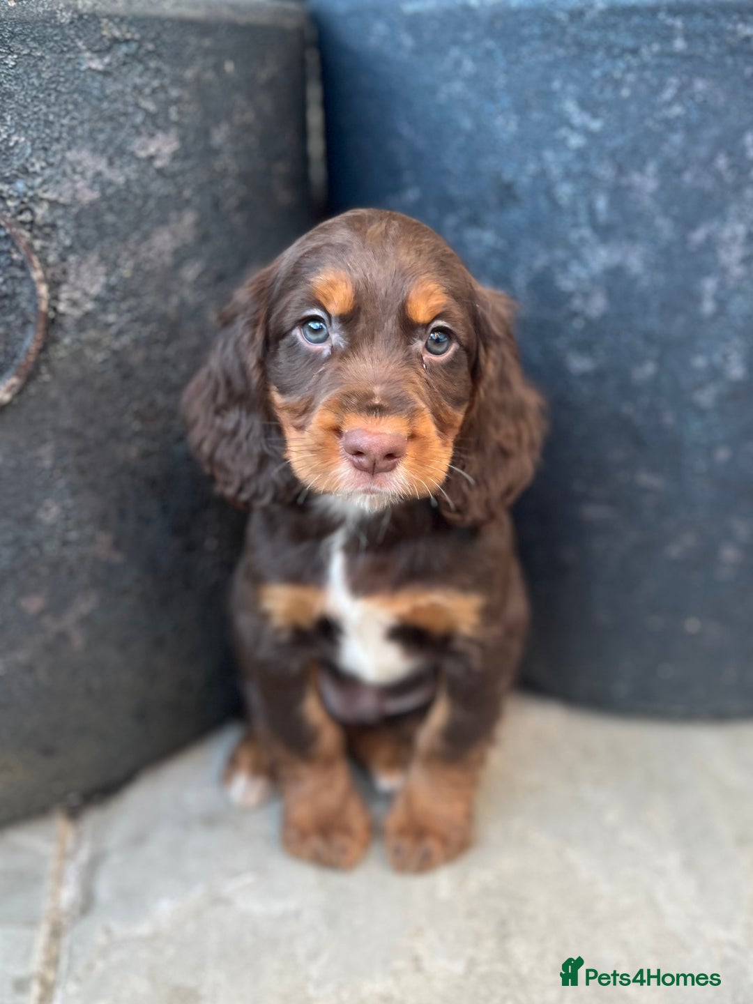 Cocker Spaniel dogs for sale: KC HEALTH TESTED CHOCOLATE AND TAN COCKER SPANIELS - Image 6