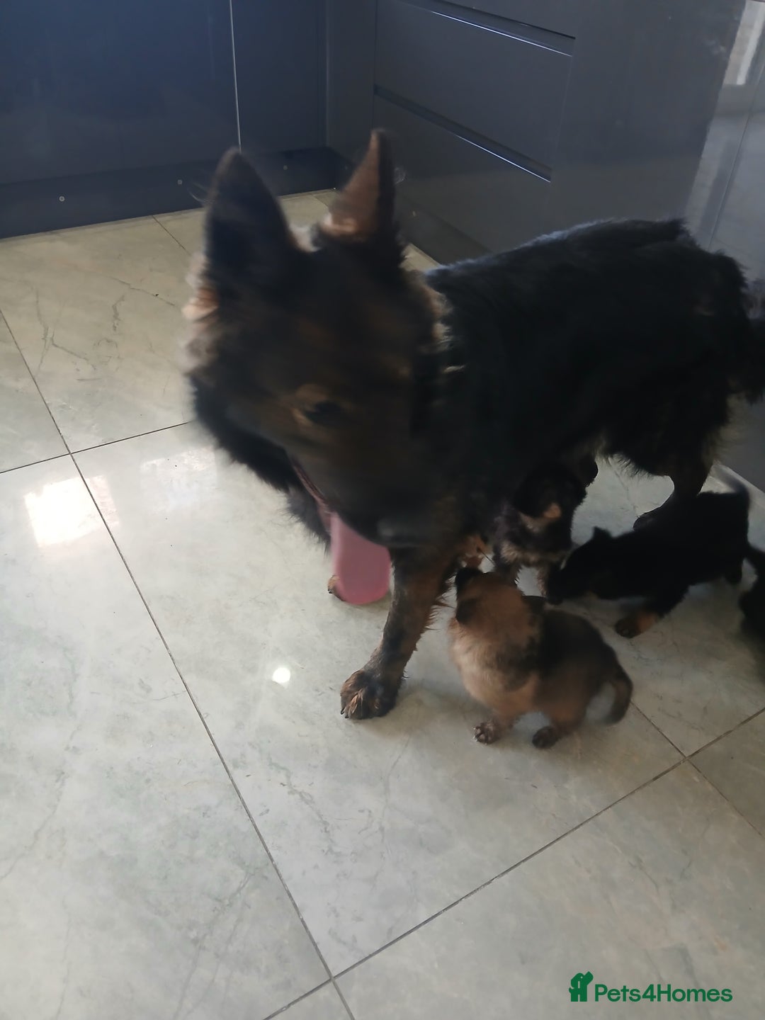 German Shepherd dogs for sale: German shepherd pups now ready for their new homes - Advert 2