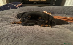 Mixed Breed dogs for sale: Beautiful puppies - Image 6