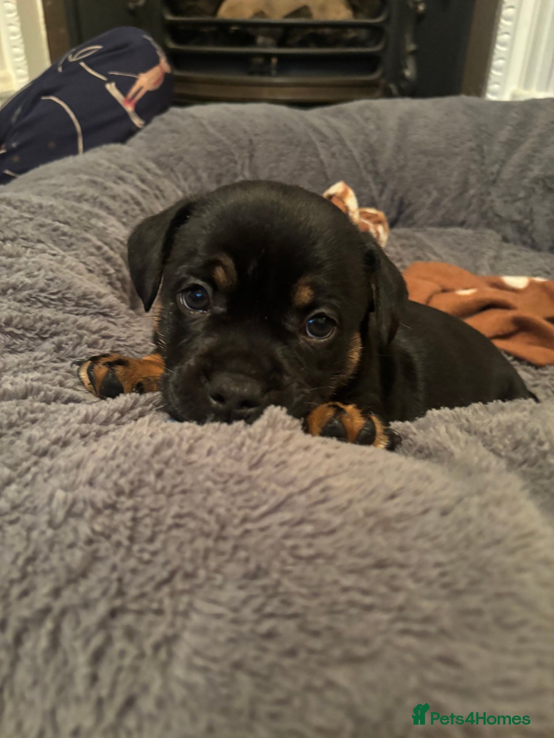 Mixed Breed dogs for sale: Beautiful puppies - Image 6