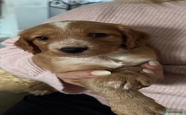 Cockapoo dogs - Advert 16