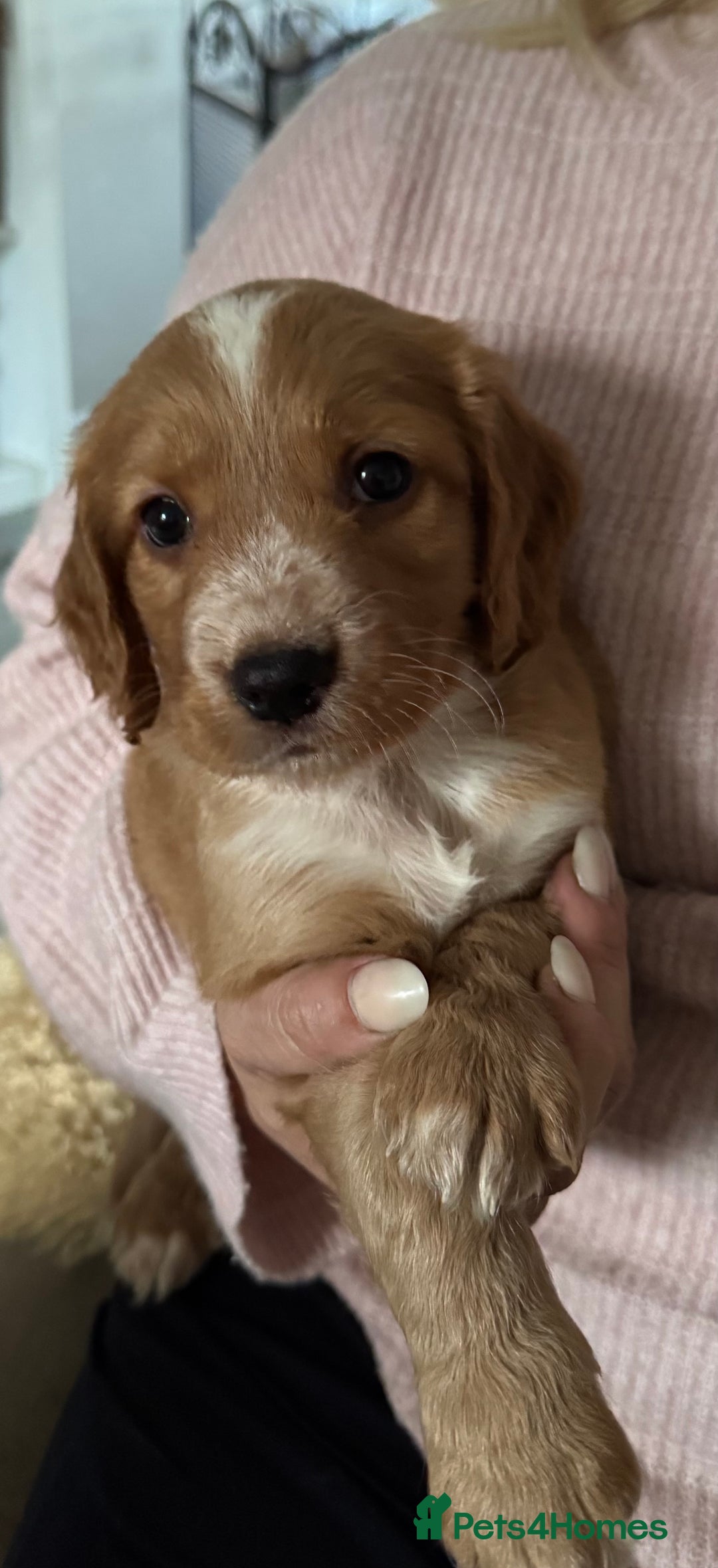 Cockapoo dogs for sale: Beautiful f1b puppies for sale  - Image 1