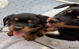 Rottweiler dogs for sale: 🐾🖤 Adorable Rottweiler Puppies for Sale! 🐶💕 - Image 2