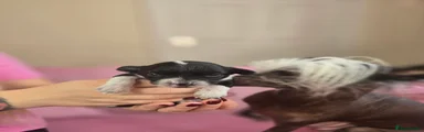 Ayla