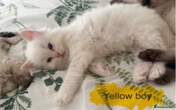 Ragdoll cats for sale: 8 ragdoll kittens, flame point, seal & blue point - Image 11