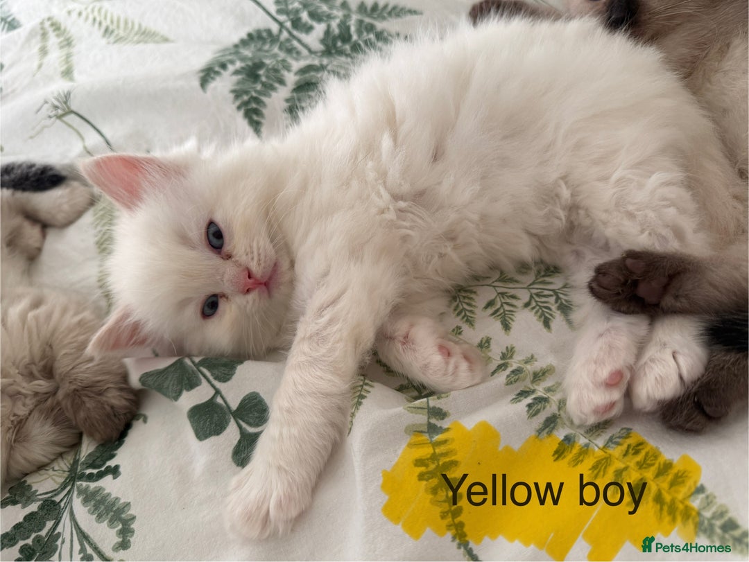 Ragdoll cats for sale: 8 ragdoll kittens, flame point, seal & blue point - Image 11