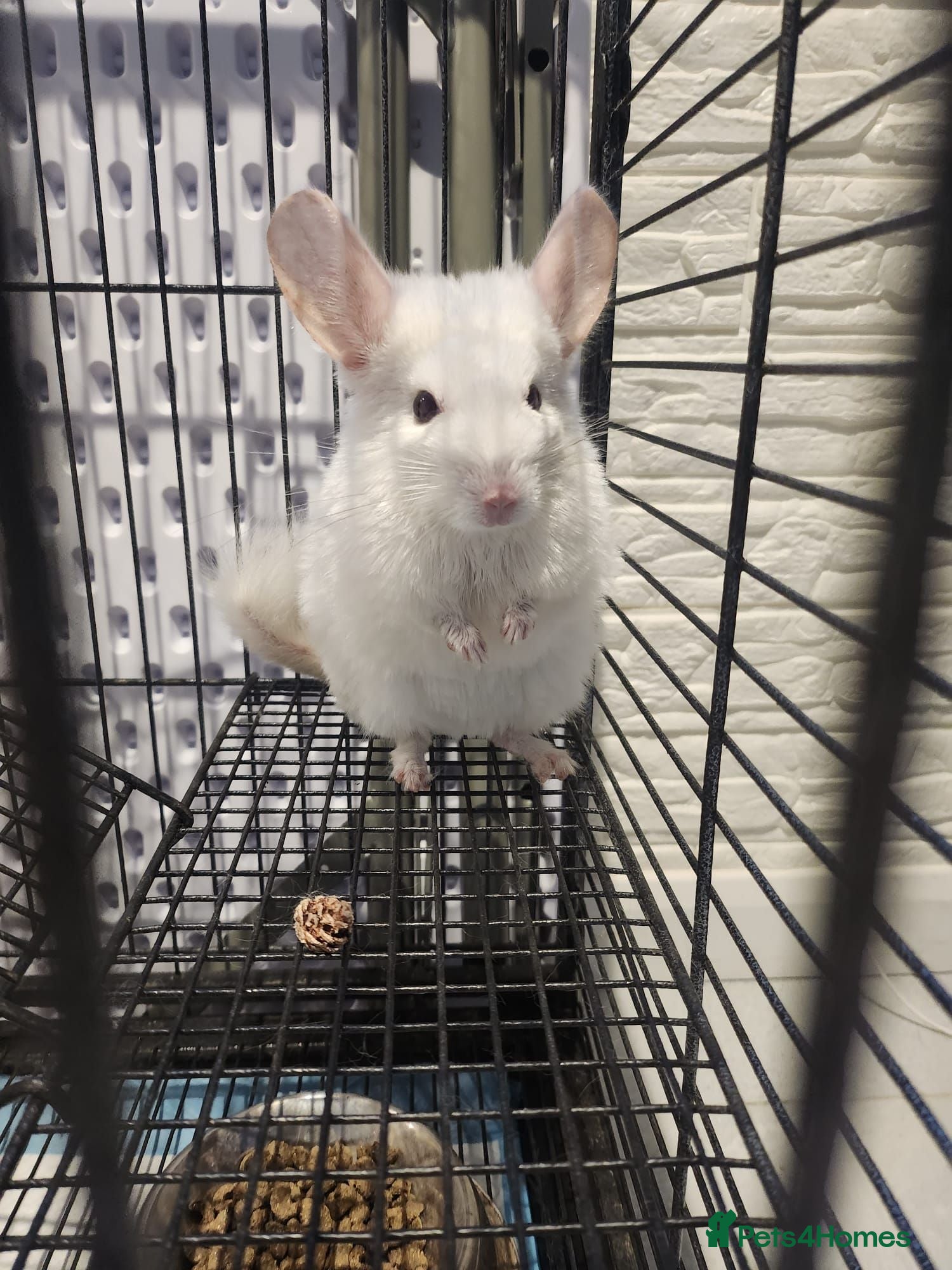 Chinchilla rodents ❄️Beautiful Pink White Chinchilla with Red Eyes❄️ - Advert 1