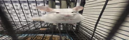 Chinchilla rodents for sale: ❄️Beautiful Pink White Chinchilla with Red Eyes❄️ - Advert 1
