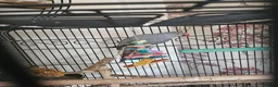 Ringnecks birds for sale: Grey ring neck parrot - Advert 4