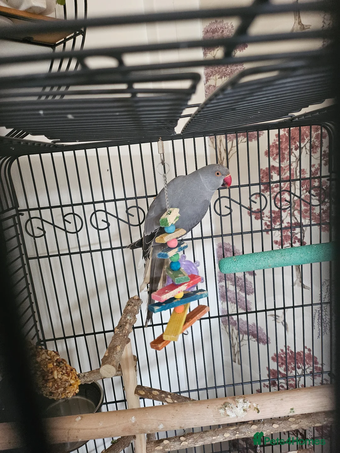 Ringnecks birds for sale: Grey ring neck parrot - Advert 4