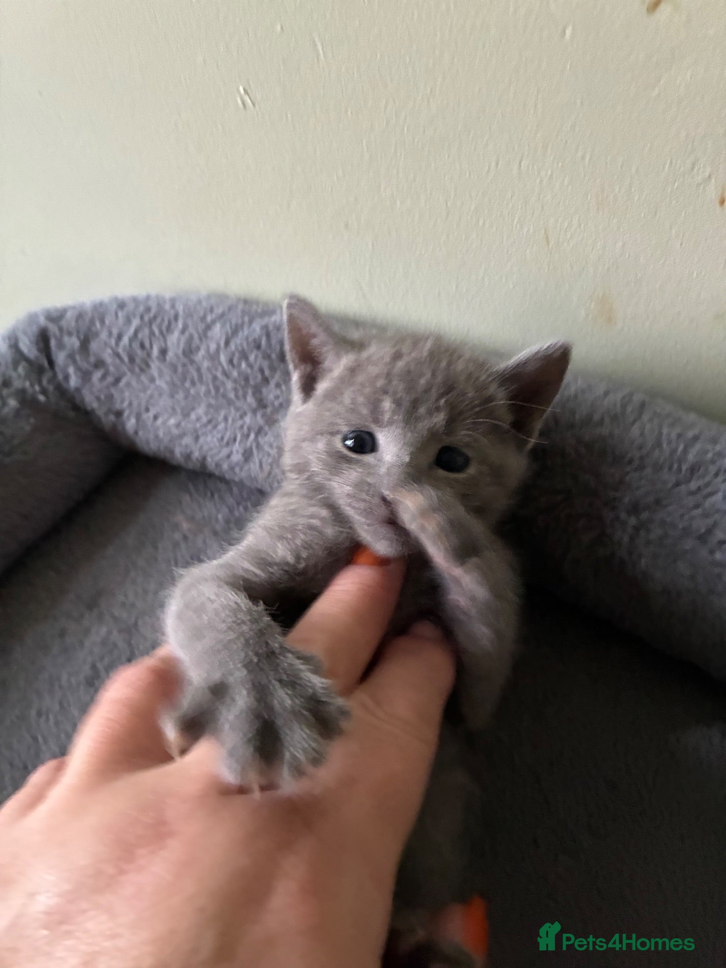 Russian Blue cats TICA 5* pedigree Russian Blue Kittens - Advert 2