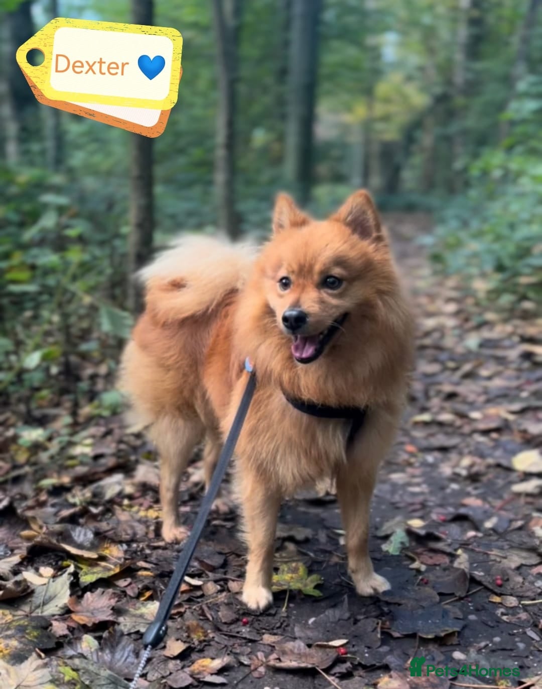 Mixed Breed dogs Scotland:💙DEXTER💙ACTIVE,PLAYGUL, LOVING   - Advert 1