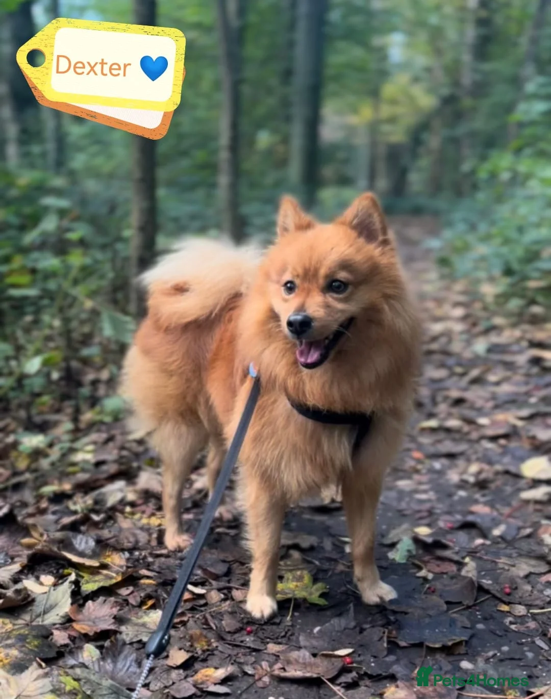 Mixed Breed dogs for adoption: Scotland:💙DEXTER💙ACTIVE,PLAYGUL, LOVING   - Advert 1