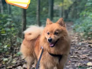 Mixed Breed dogs Scotland:💙DEXTER💙ACTIVE,PLAYGUL, LOVING - Advert 1