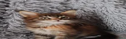 Maine Coon cats for sale: Russian bloodline Maine coon kittens in Leeds - Advert 11