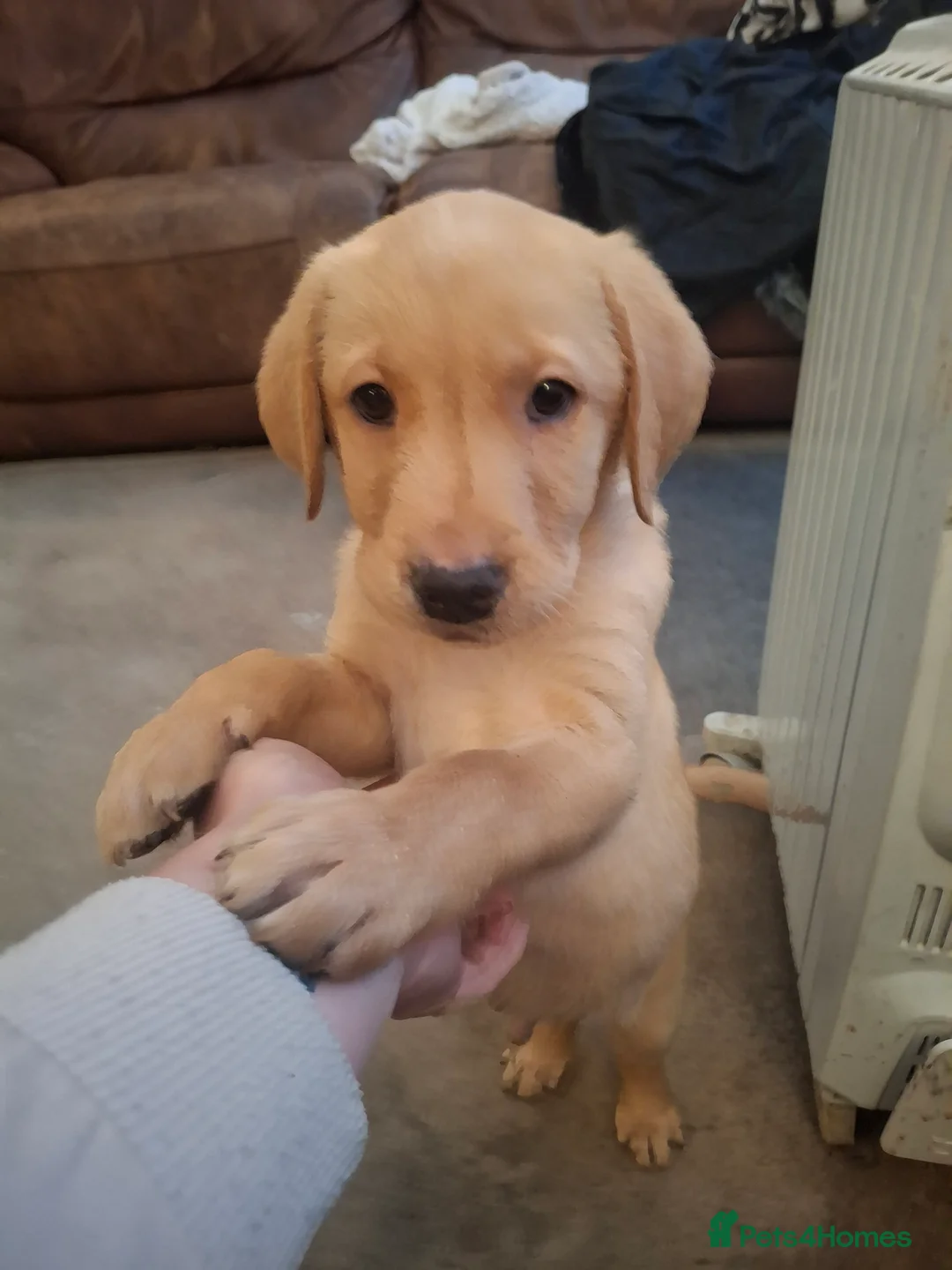 Labrador Retriever dogs for sale: 1 boy ready to go to his forever home tomorrow - Advert 1