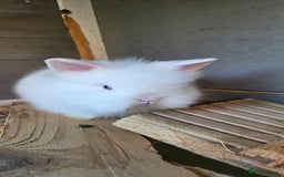 Lionhead rabbits for sale: Three beautiful purebred lion head babies  - Image 2