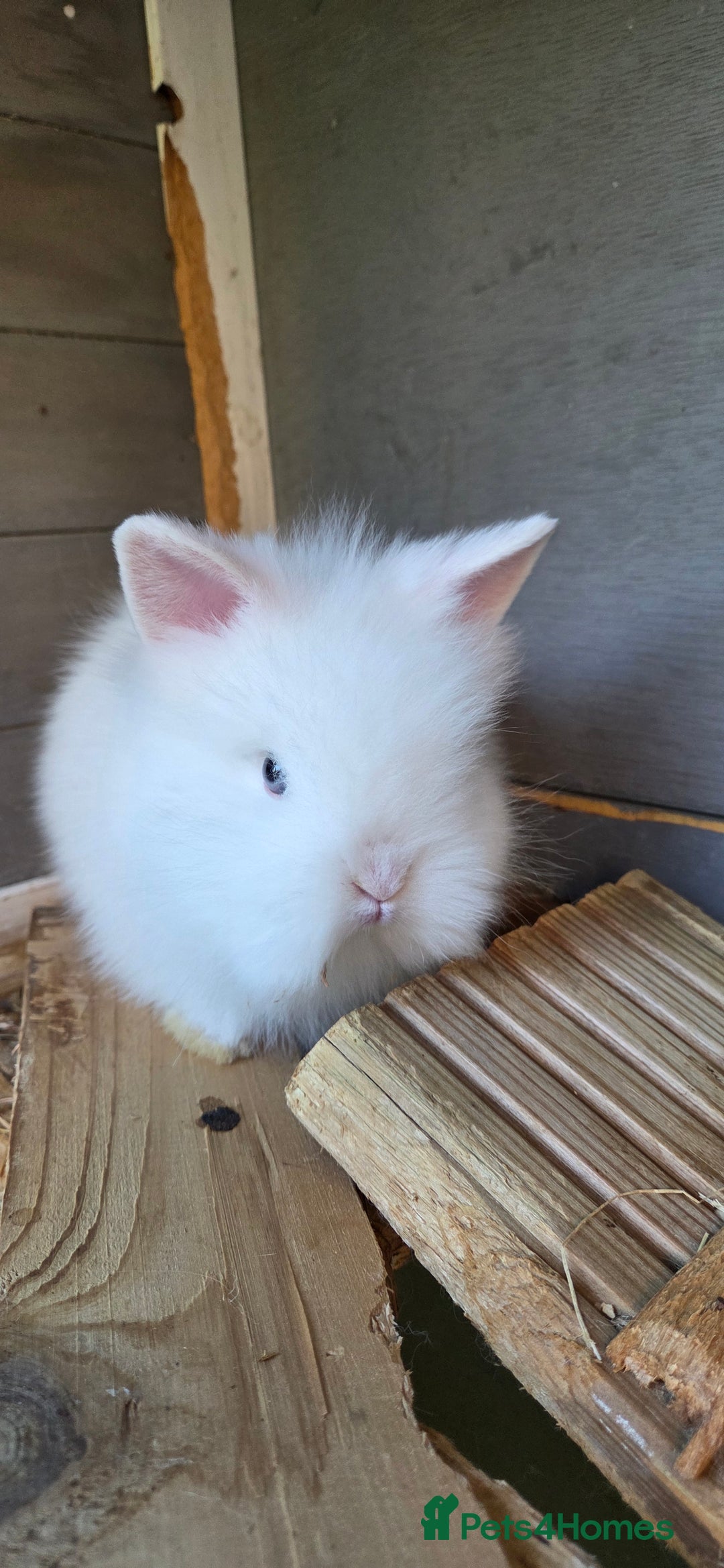 Lionhead rabbits for sale: Three beautiful purebred lion head babies  - Image 2