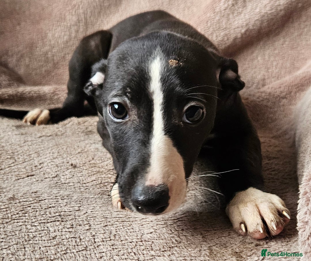 Whippet dogs for sale: **Ready now**KC HEART AND HEALTH TESTED WHIPPETS - Image 11