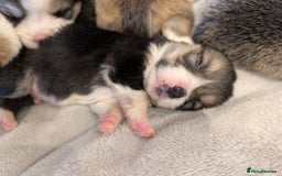 Welsh Corgi Pembroke dogs for sale: 9 Stunning Corgis  - Image 7
