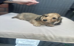 Miniature Dachshund dogs for sale: Long hair cream dachshund puppies  - Image 9