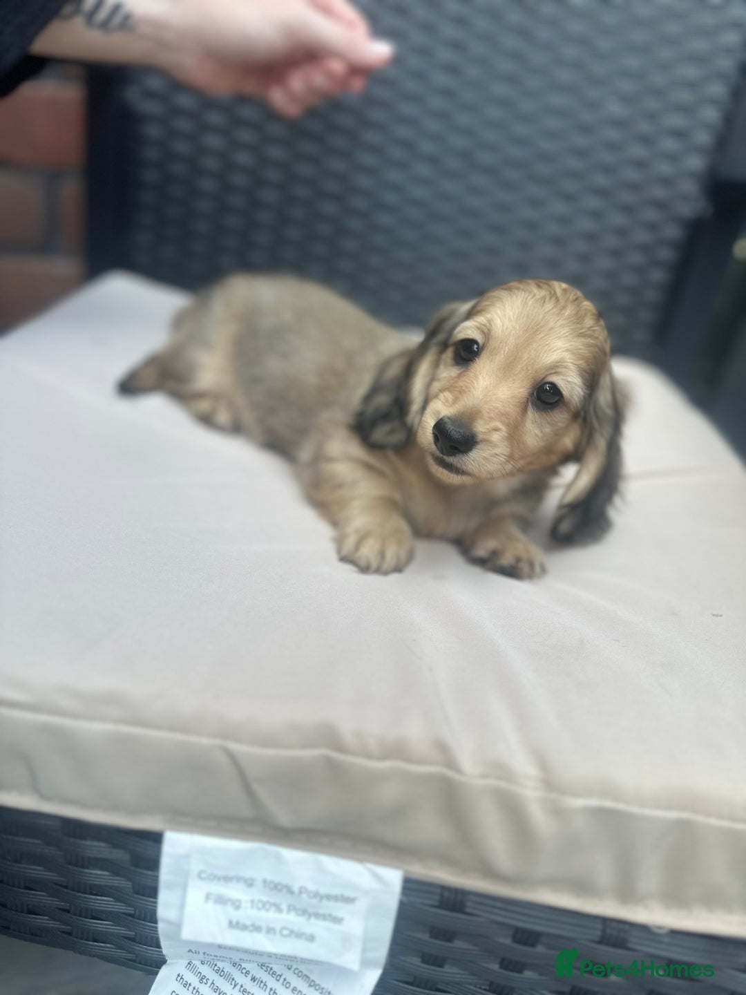 Miniature Dachshund dogs for sale: Long hair cream dachshund puppies  - Image 9