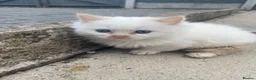 Turkish Angora cats for sale: Beautiful kitty Angoras  - Advert 11