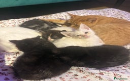 Domestic Shorthair cats for sale: Beautiful kittens for sale - ready to leave now  - Image 5