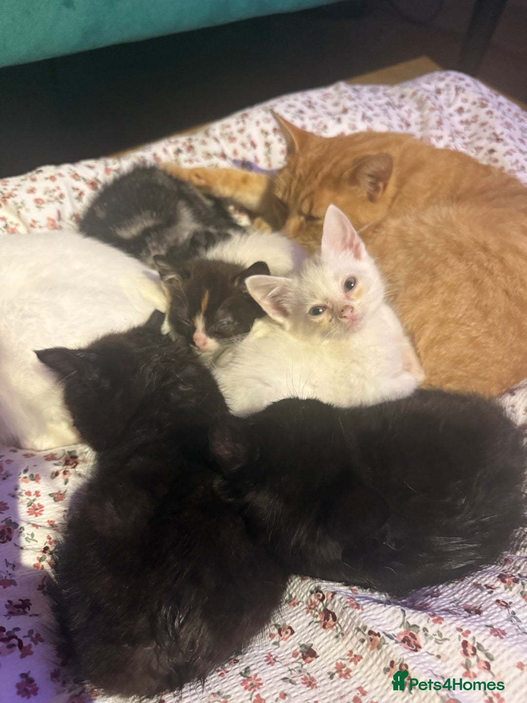 Domestic Shorthair cats for sale: Beautiful kittens for sale - ready to leave now  - Image 5