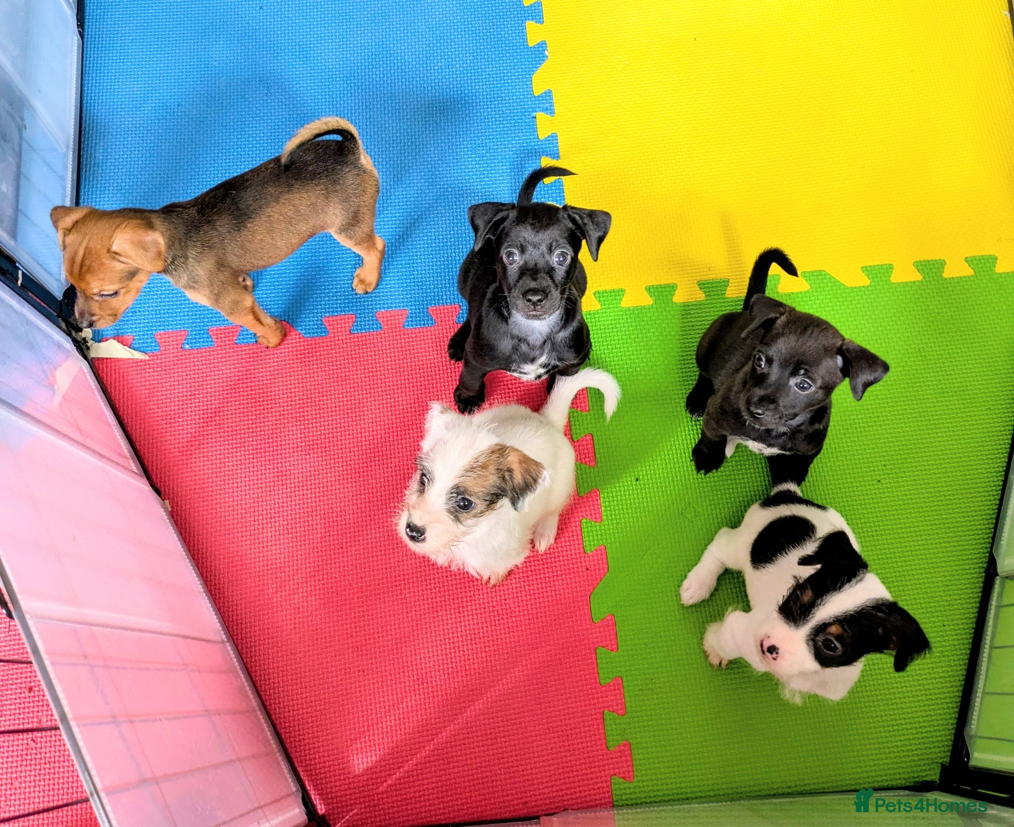 Mixed Breed dogs F1 jackain  - Advert 1