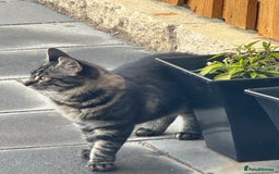 Mixed Breed cats for sale: 2x Female mixed breed kittens for sale  - Image 3